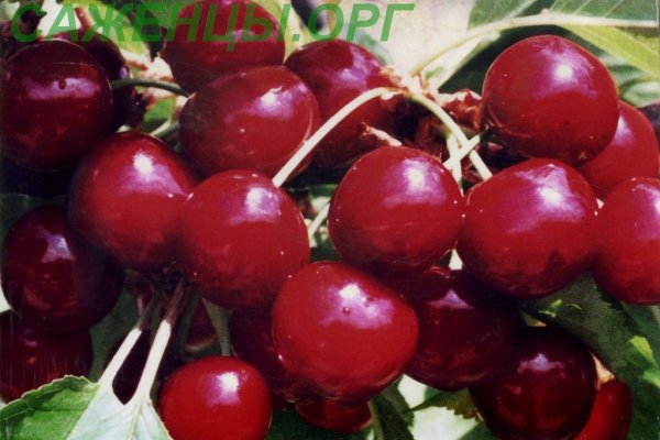 Кракен kr2web in что это