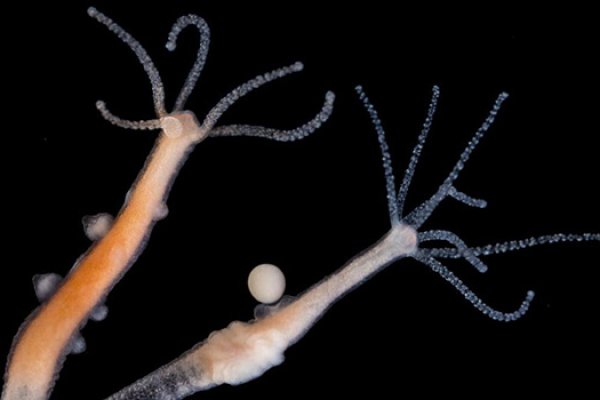Http kraken 2kr