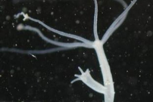 Кракен зеркало сегодня